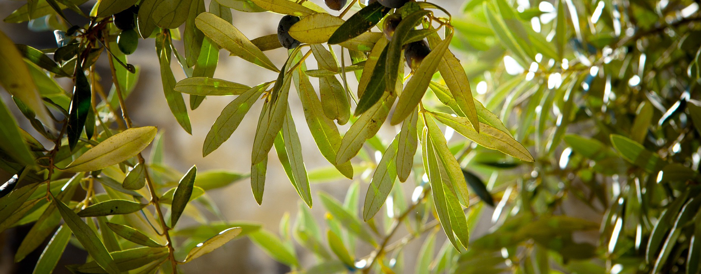 Villa Mattéo - Olive et huile olive