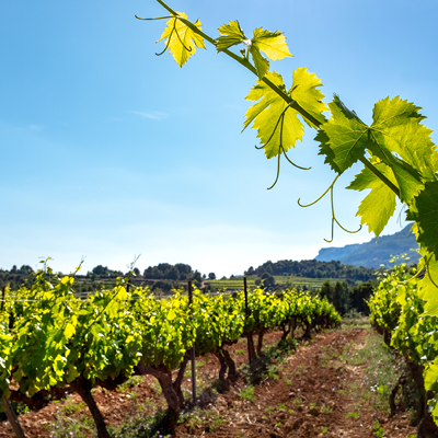 Villa Mattéo - Vignes Côtes du Rhone