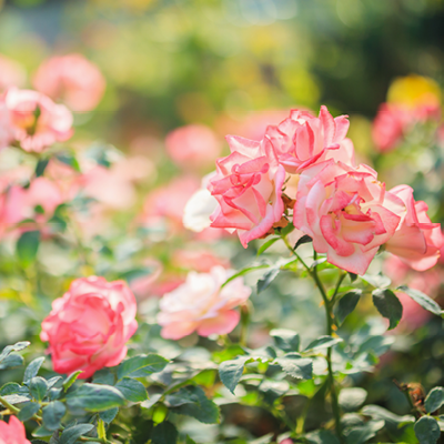 Villa Mattéo - Roses Grignan